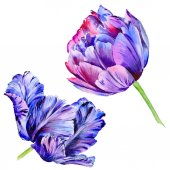 Vadvirág tulipán virág elszigetelt akvarell stílusú.