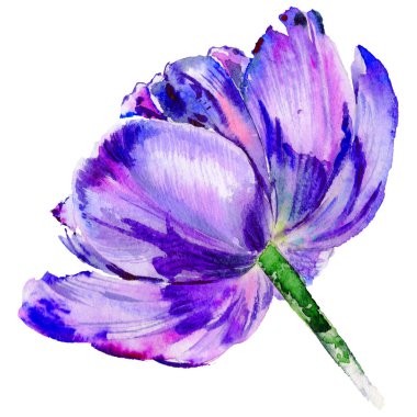 Kır çiçeği Lale çiçek izole bir suluboya tarzında.