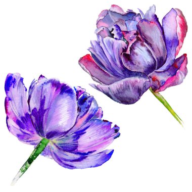 Kır çiçeği Lale çiçek izole bir suluboya tarzında.