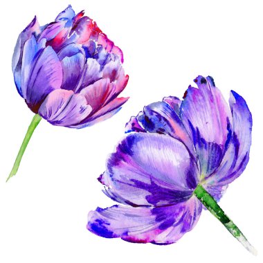 Kır çiçeği Lale çiçek izole bir suluboya tarzında.