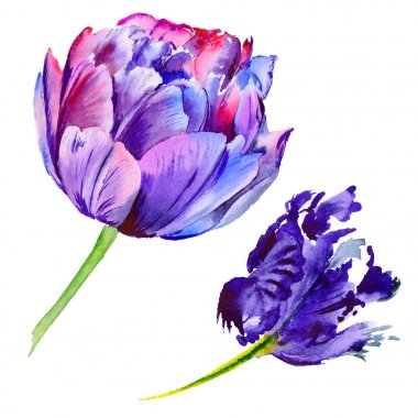 Kır çiçeği Lale çiçek izole bir suluboya tarzında.