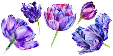 Kır çiçeği Lale çiçek izole bir suluboya tarzında.