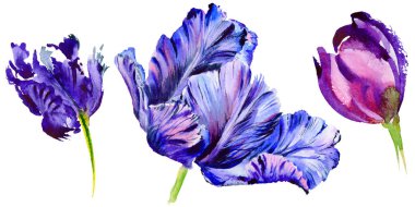 Kır çiçeği Lale çiçek izole bir suluboya tarzında.