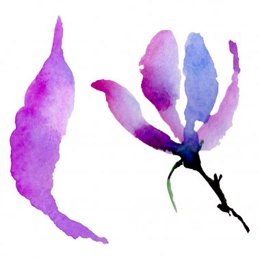 Kır çiçeği Manolya çiçek izole bir suluboya tarzında.