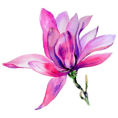 Kır çiçeği Manolya çiçek izole bir suluboya tarzında.