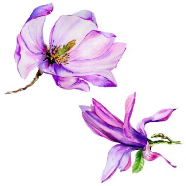 Kır çiçeği Manolya çiçek izole bir suluboya tarzında.