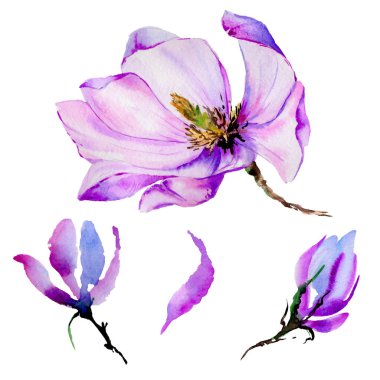 Kır çiçeği Manolya çiçek izole bir suluboya tarzında.