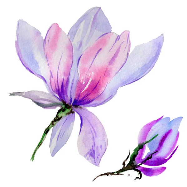 Wildflower magnolia bloem in een aquarel stijl geïsoleerd. — Stockfoto