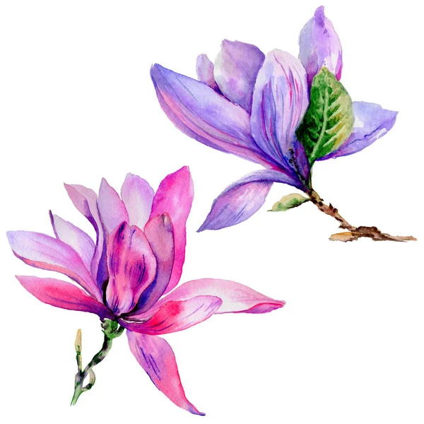 Flor de magnólia de flor silvestre em um estilo aquarela isolado . — Fotografia de Stock