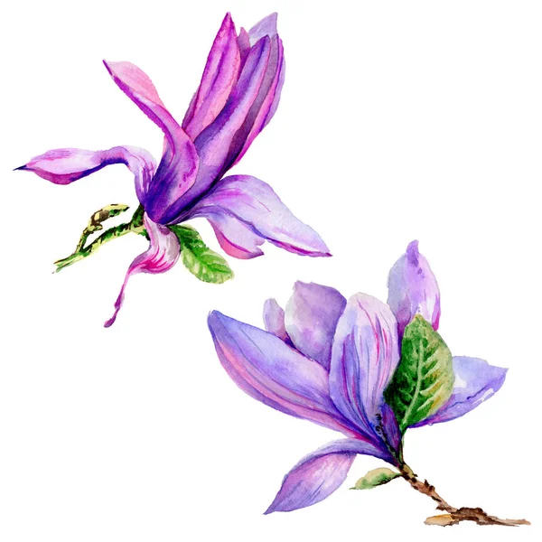 Kır çiçeği Manolya çiçek izole bir suluboya tarzında.