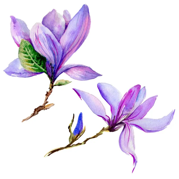 Kır çiçeği Manolya çiçek izole bir suluboya tarzında.