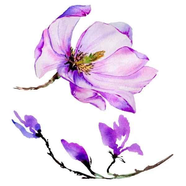 分離された水彩画のワイルドフラワー マグノリアの花. — ストック写真