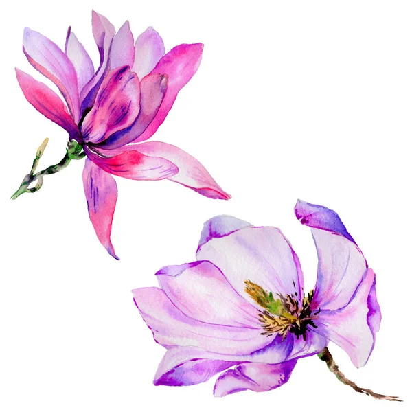 Kır çiçeği Manolya çiçek izole bir suluboya tarzında.