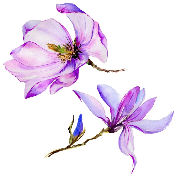 Kır çiçeği Manolya çiçek izole bir suluboya tarzında.