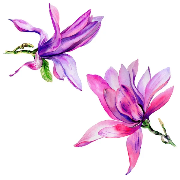 Kır çiçeği Manolya çiçek izole bir suluboya tarzında.