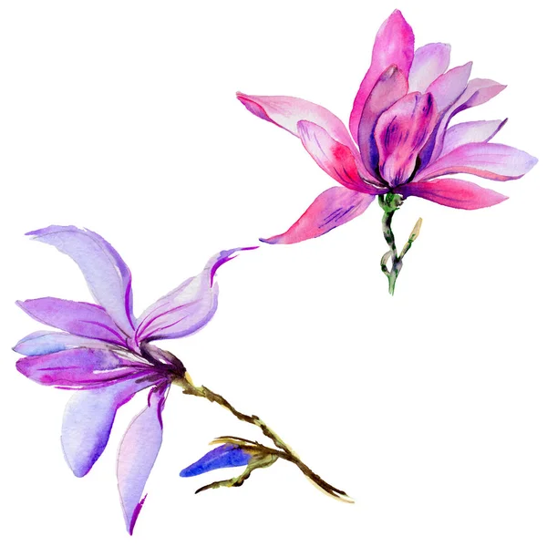 Kır çiçeği Manolya çiçek izole bir suluboya tarzında.