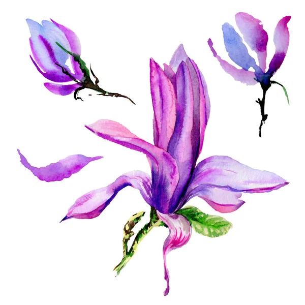 Flor de magnólia de flor silvestre em um estilo aquarela isolado . — Fotografia de Stock