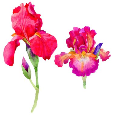 Kır çiçeği süsen çiçeği izole bir suluboya tarzında.