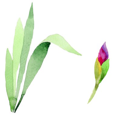 Kır çiçeği süsen çiçeği yaprağı izole bir suluboya tarzında.