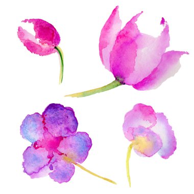 Kır çiçeği Lale çiçek izole bir suluboya tarzında.