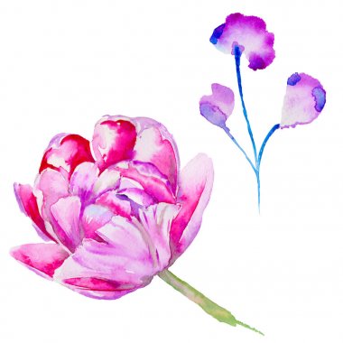 Kır çiçeği Lale çiçek izole bir suluboya tarzında.
