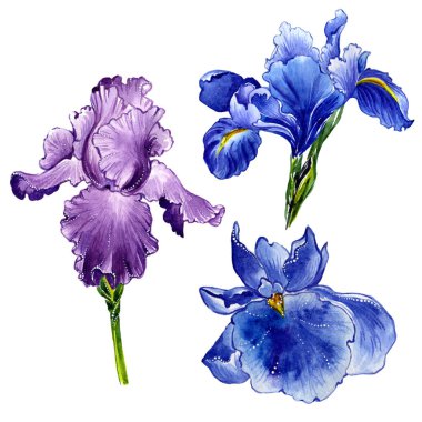Kır çiçeği Iris çiçek izole bir suluboya tarzında.