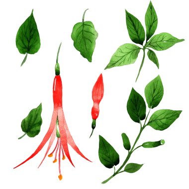 Kır çiçeği orkide çiçek izole bir suluboya tarzında.