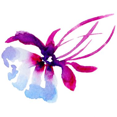 Kır çiçeği egzotik çiçek izole bir suluboya tarzında.