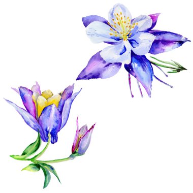 Kır çiçeği egzotik çiçek izole bir suluboya tarzında.