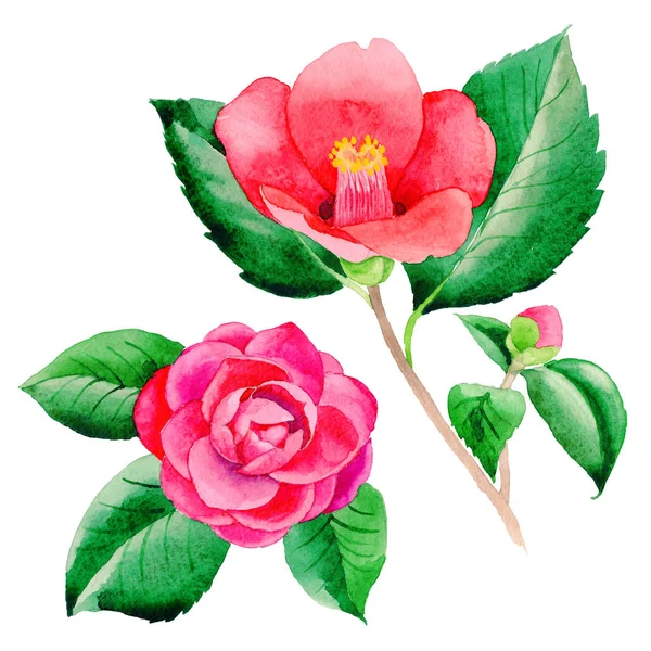 Flor silvestre Camellia Flor japonesa en un estilo acuarela aislado . — Foto de Stock