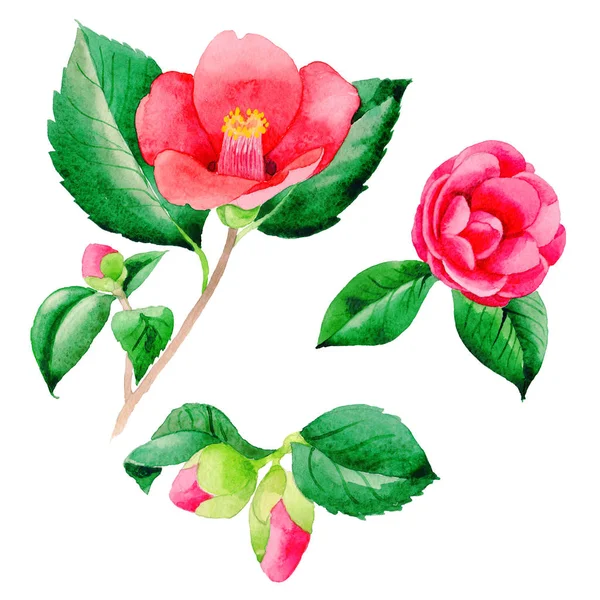 Fleurs sauvages Camellia fleur japonaise dans un style aquarelle isolé . — Photo