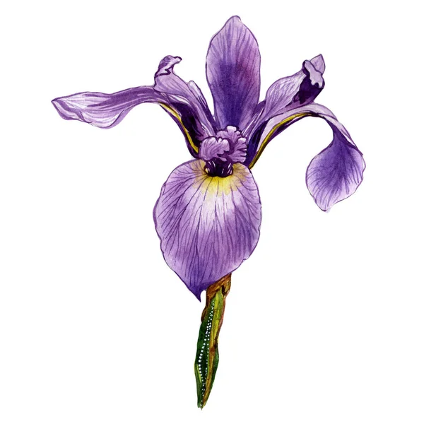 Fiore di iris Wildflower in uno stile ad acquerello isolato . — Foto Stock