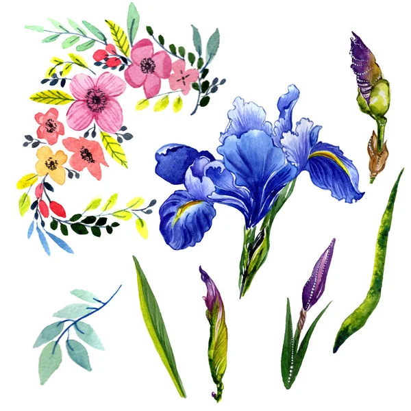 Wildflower iris blomma i akvarell stil isolerade. — Stockfoto