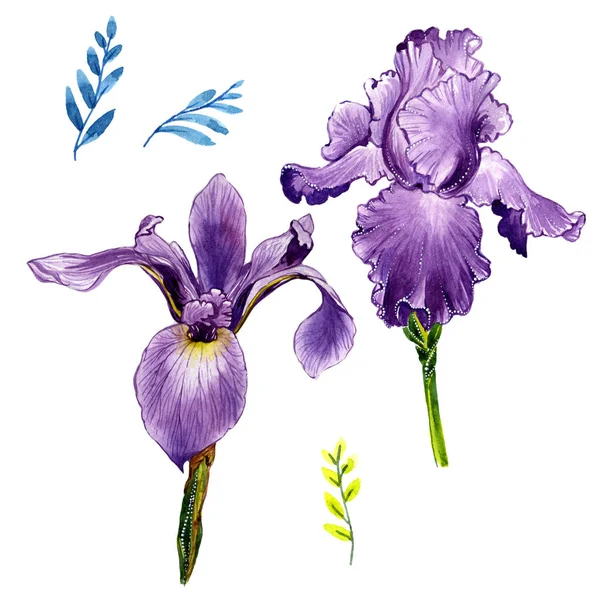 Wildflower iris blomma i akvarell stil isolerade. — Stockfoto