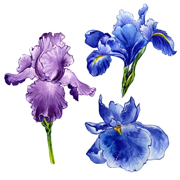 Wildflower iris květiny ve stylu akvarelu, samostatný. — Stock fotografie