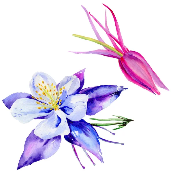 Wildflower exotiska blomma i akvarell stil isolerade. — Stockfoto