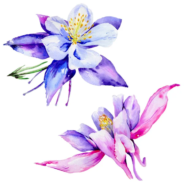 Flor exótica Wildflower em um estilo aquarela isolado . — Fotografia de Stock