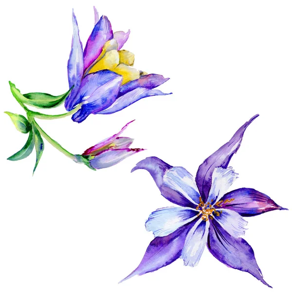 Kır çiçeği egzotik çiçek izole bir suluboya tarzında.