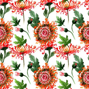 Kır çiçeği krizantem çiçek deseni izole bir suluboya tarzında.