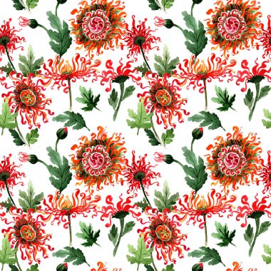 Kır çiçeği krizantem çiçek deseni izole bir suluboya tarzında.