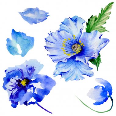 Kır çiçeği haşhaş çiçek izole bir suluboya tarzında.