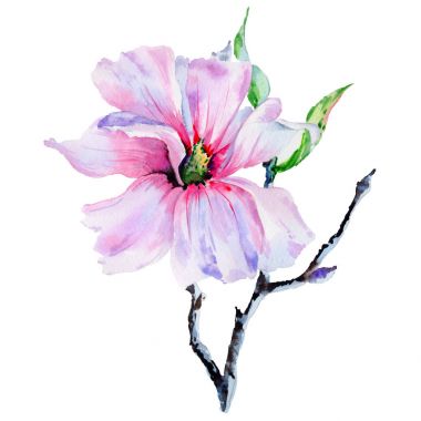 Kır çiçeği Manolya çiçek izole bir suluboya tarzında.