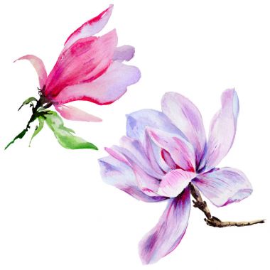 Kır çiçeği Manolya çiçek izole bir suluboya tarzında.