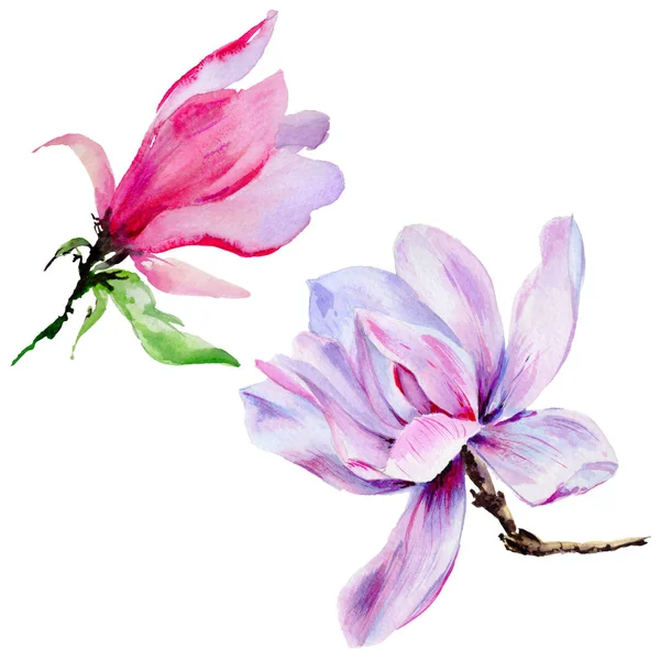 Wildblume Magnolienblüte in einem Aquarell-Stil isoliert. — Stockfoto