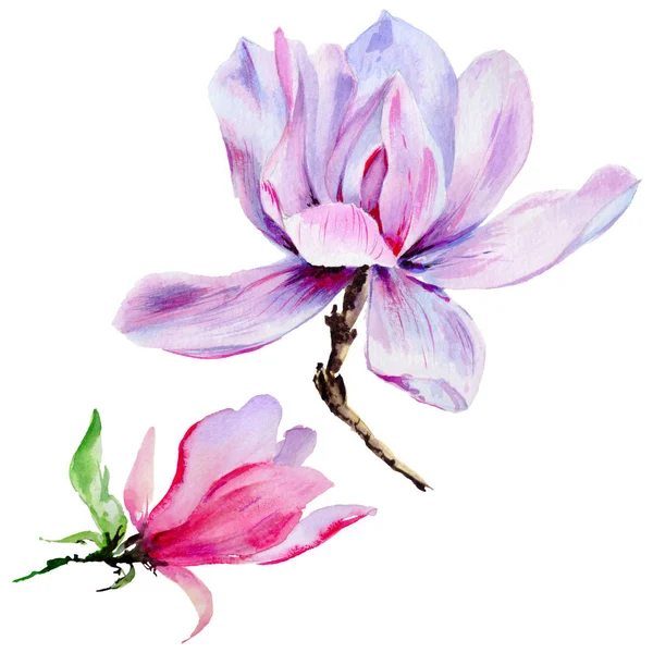 Flor de magnolia silvestre en un estilo de acuarela aislado . — Foto de Stock