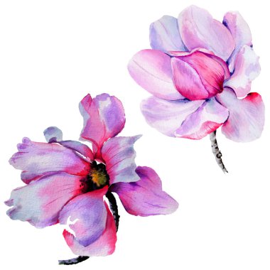 Kır çiçeği Manolya çiçek izole bir suluboya tarzında.