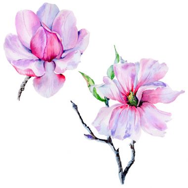 Kır çiçeği Manolya çiçek izole bir suluboya tarzında.