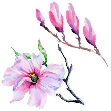 Kır çiçeği Manolya çiçek izole bir suluboya tarzında.