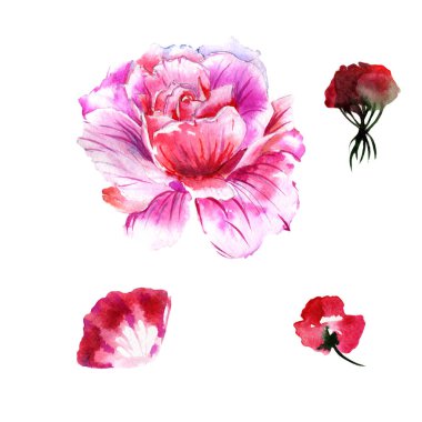 Kır çiçeği gül çiçek izole bir suluboya tarzında.