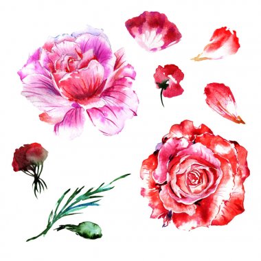 Kır çiçeği gül çiçek izole bir suluboya tarzında.